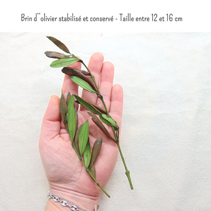 Olivier préservé et stabilisé - 30 Brins vert