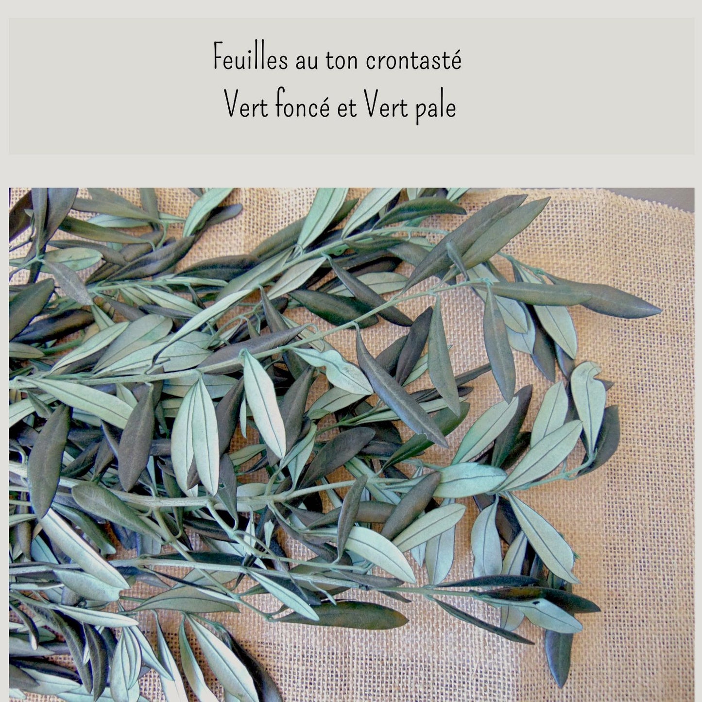 Branche Olivier Stabilisé