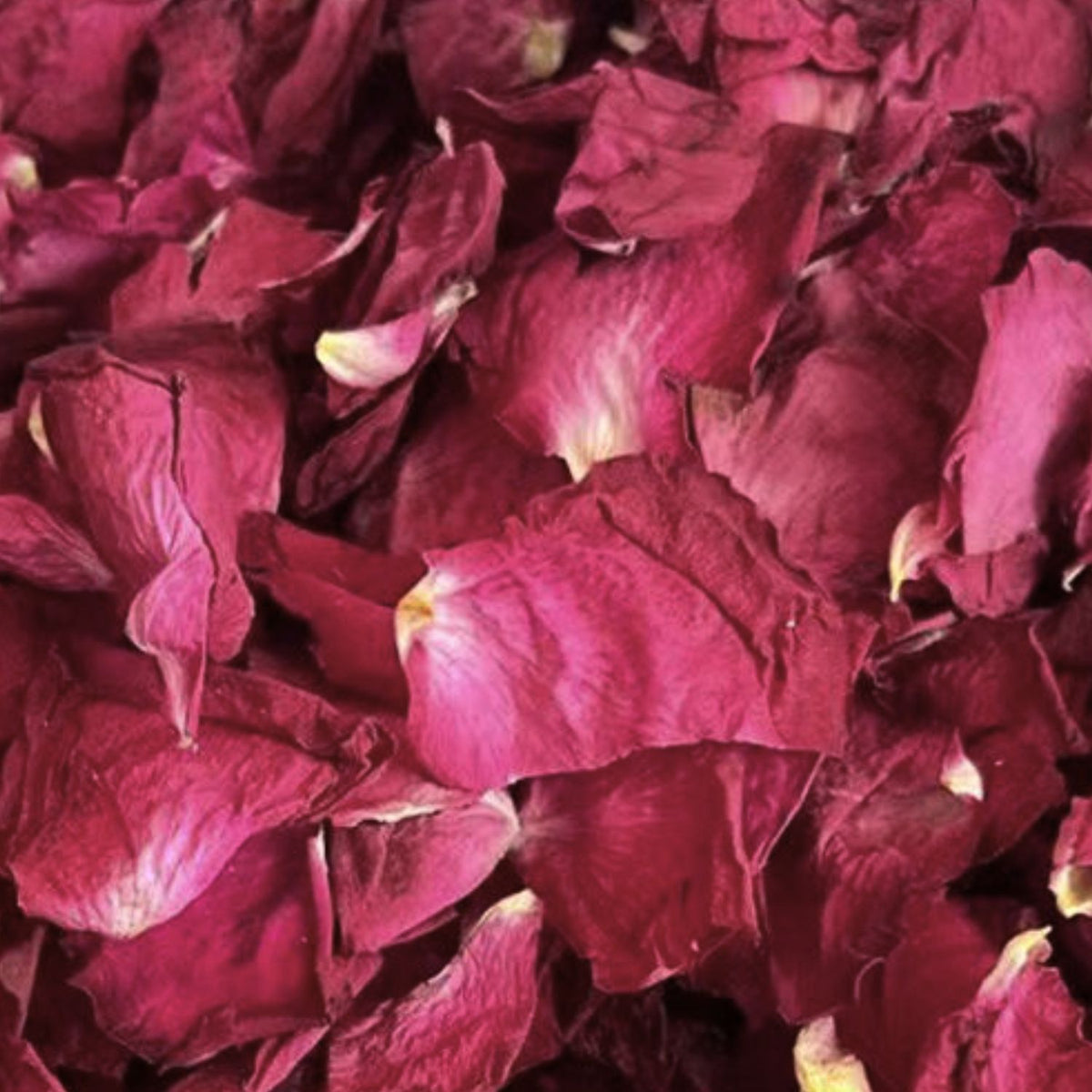 Framboise - Pétales de roses rouge mariage