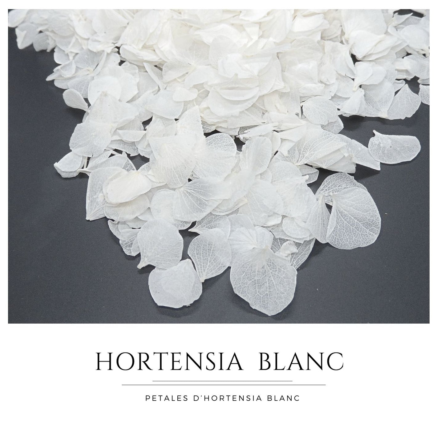 Pétales d'Hortensia séché blanc - Confettis de Mariage