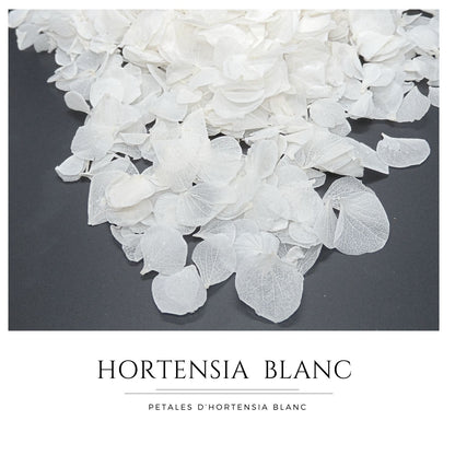 Pétales d'Hortensia séché blanc - Confettis de Mariage