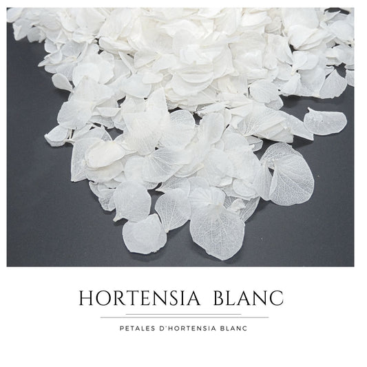 Pétales d'Hortensia séché blanc - Confettis de Mariage