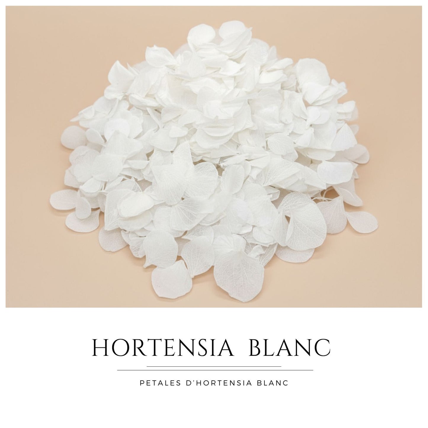 Pétales d'Hortensia séché blanc - Confettis de Mariage