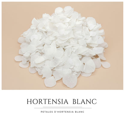 Pétales d'Hortensia séché blanc - Confettis de Mariage