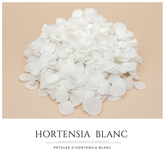 Pétales d'Hortensia séché blanc - Confettis de Mariage