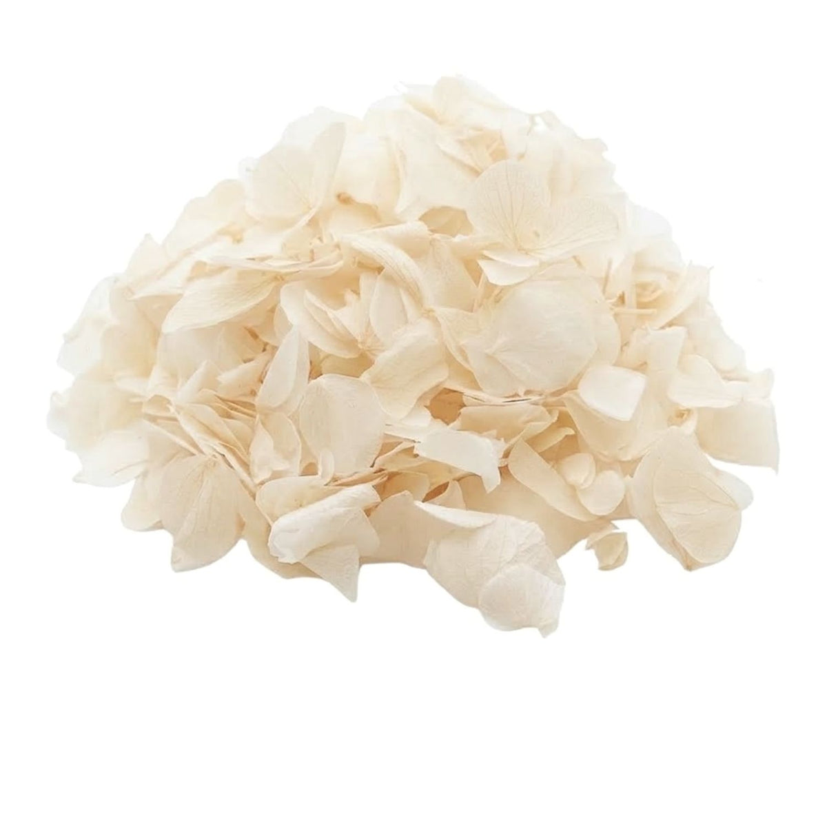 Pétales d'Hortensia séché ivoire - Confettis fleurs Mariage
