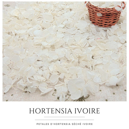 Pétales d'Hortensia séché ivoire - Confettis fleurs Mariage