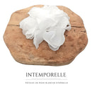 Intemporelle - Pétales de rose blanches éternelle
