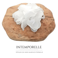 Intemporelle - Pétales de rose blanches éternelle