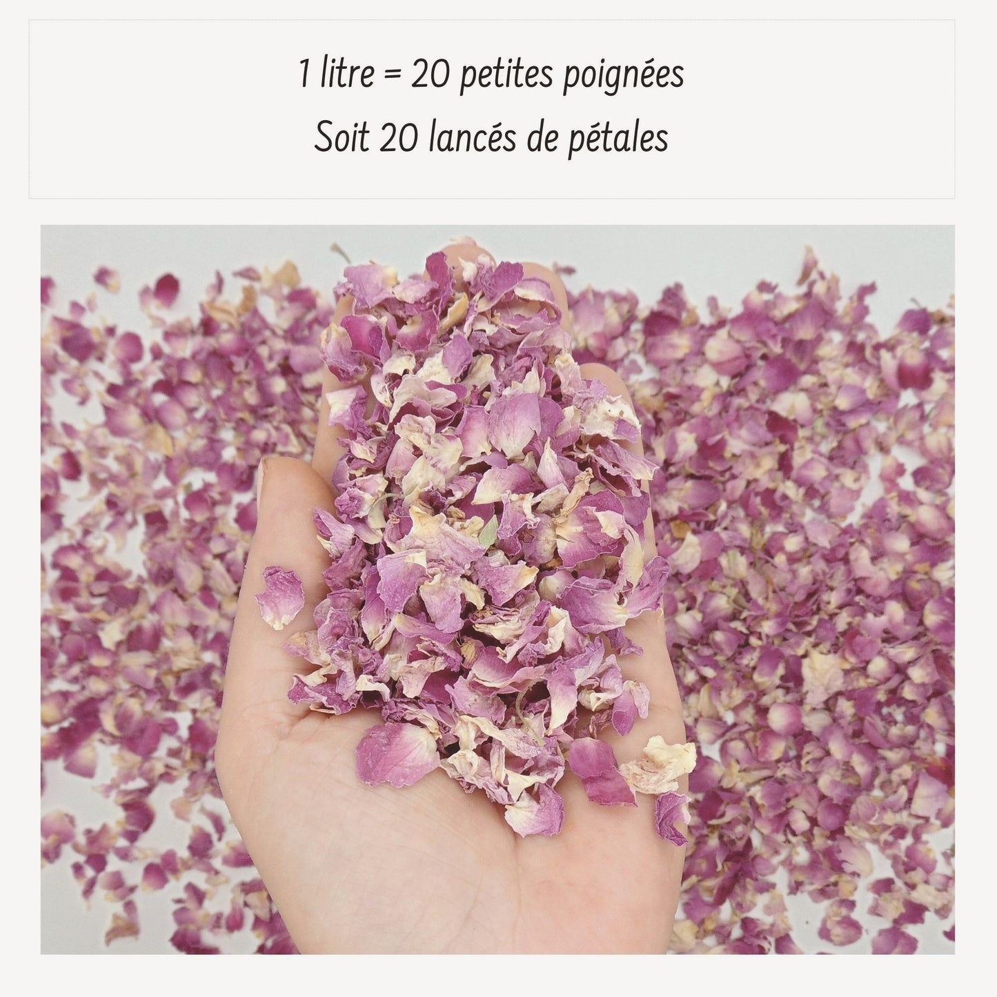 Pureté Rose Damas - Pétales de roses roses