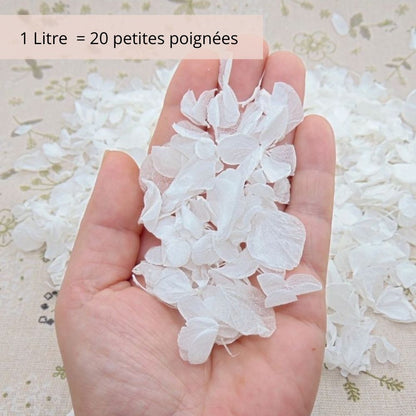 Pétales d'Hortensia séché blanc - Confettis de Mariage