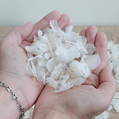 Pétales d'Hortensia séché blanc - Confettis de Mariage