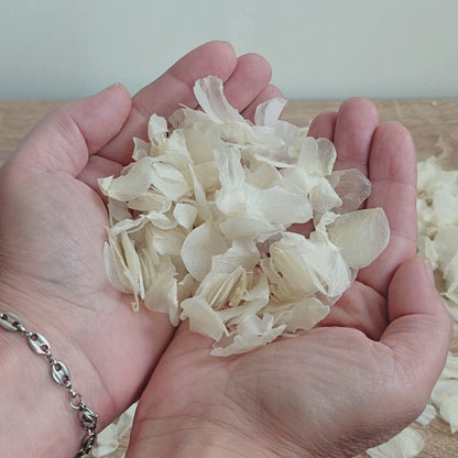 Pétales d'Hortensia séché ivoire - Confettis fleurs Mariage