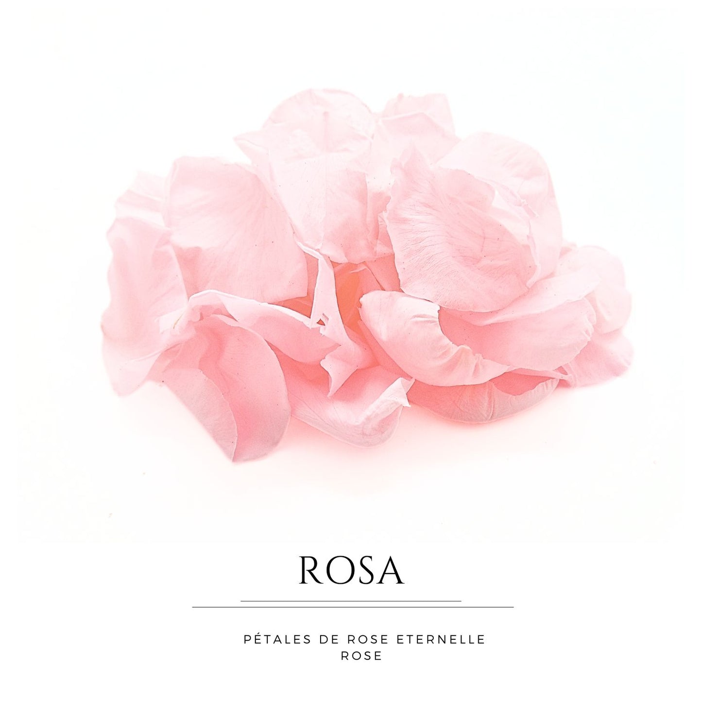Rosa - Pétales de rose éternelle rose