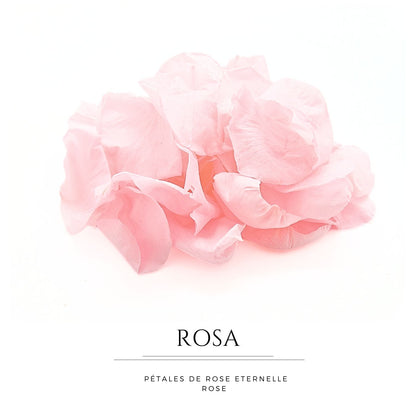 Rosa - Pétales de rose éternelle rose