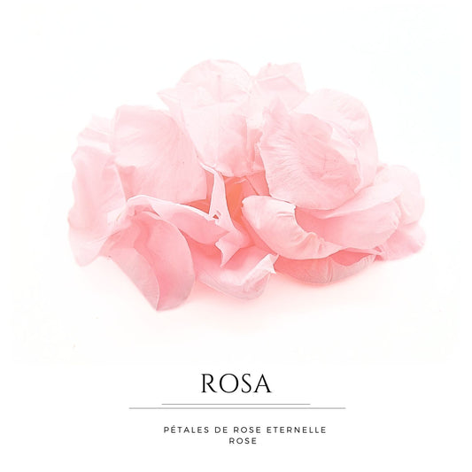Rosa - Pétales de rose éternelle rose