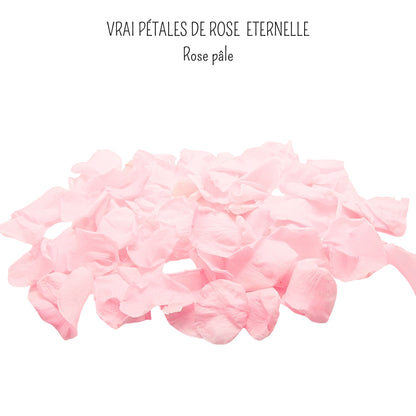 Rosa - Pétales de rose éternelle rose
