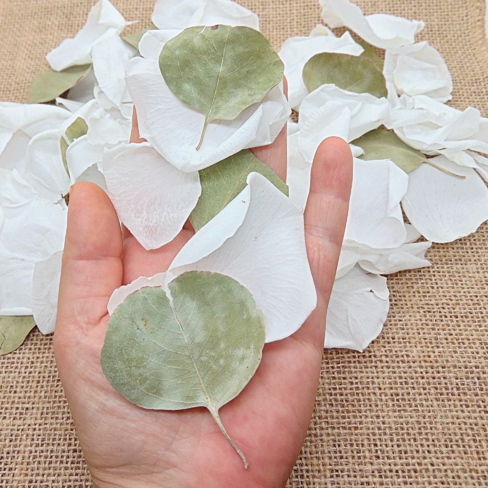 Pétales de Roses blanches Feuille d'Eucalyptus séché