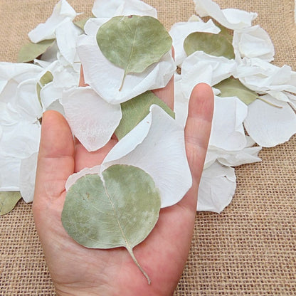 Pétales de Roses blanches Feuille d'Eucalyptus séché